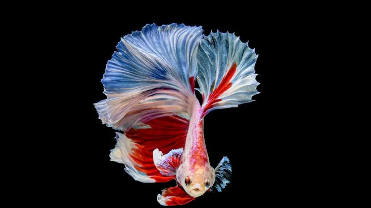 Suka ikan cupang? Ini alasan Ikan Cupang suka berkelahi! Foto: Ist.