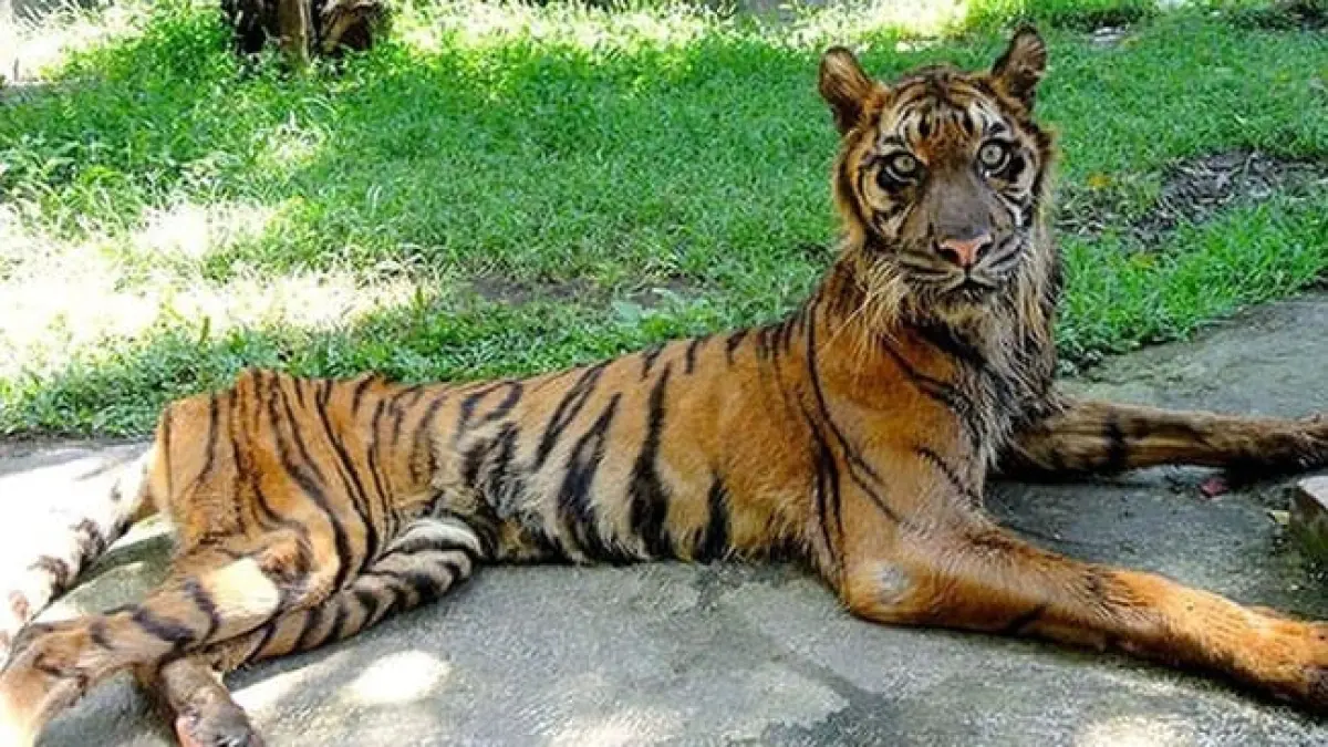 VIRAL: Foto harimau Sumatera bertubuh kurus kembali viral di media sosial. Manajemen KBS menegaskan satwa tersebut telah mati sejak 2009.