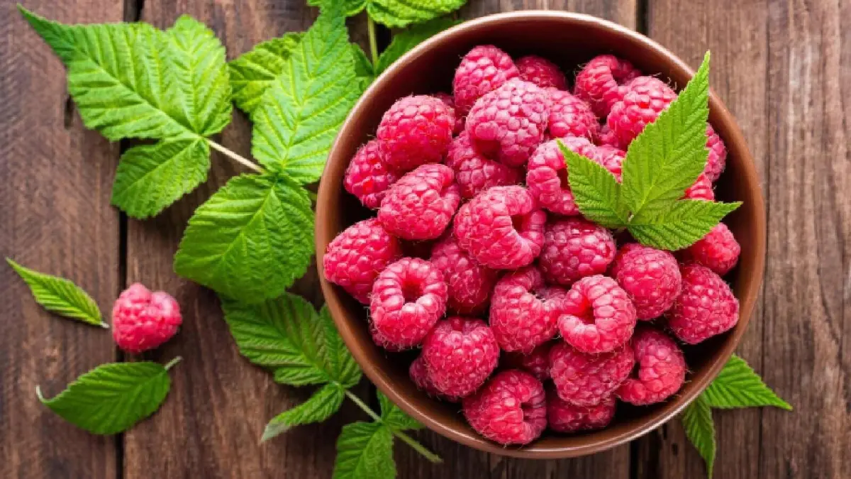 Buah raspberry mengandung serat tinggi, rendah kalori, dan kaya antioksidan sehingga cocok dijadikan camilan sehat untuk mendukung program diet dan menjaga berat badan ideal.  Foto: Ist.