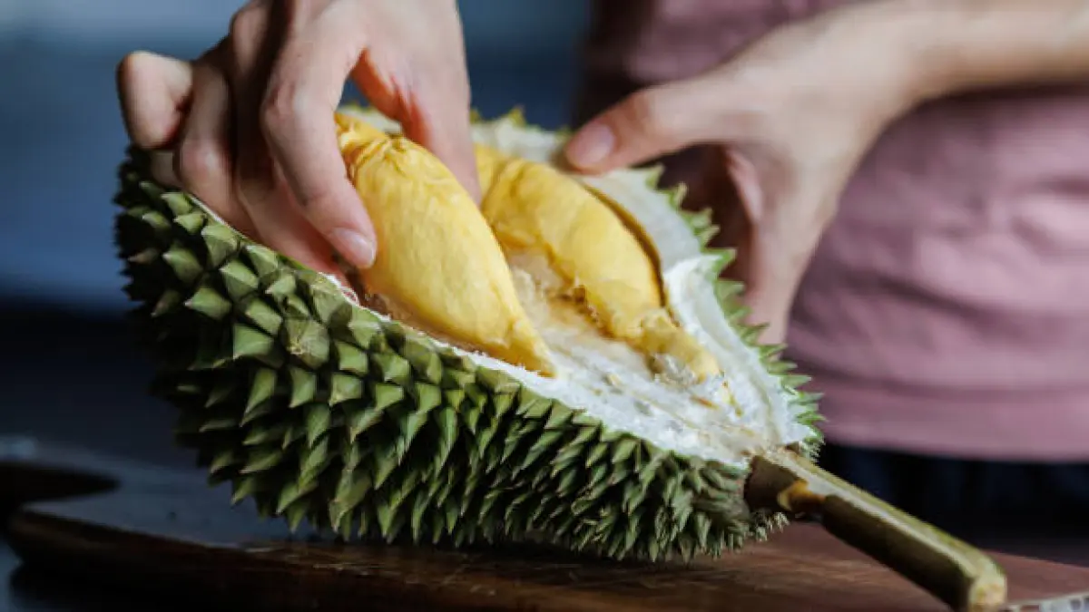 Seorang pedagang menunjukkan buah durian yang siap dipilih pembeli. Memeriksa tangkai, aroma, kulit, hingga tekstur daging dapat membantu mendapatkan durian dengan kualitas terbaik. Foto: Ist.