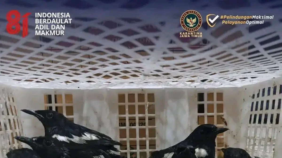 Sejumlah burung yang diseludupkan dari Balikpapan ke Surabaya.