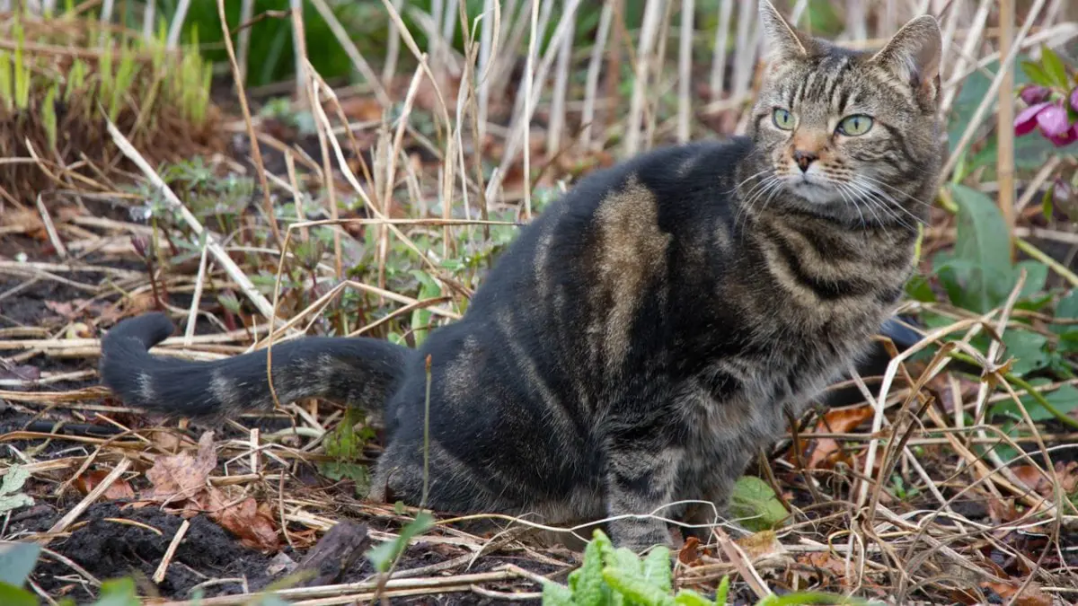 Kucing hendak buang kotoran di halaman rumah. Bahan sederhana di rumah bisa dimanfaatkan untuk mencegahnya kembali. Foto: Ist.