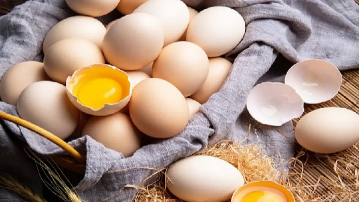 Kuning telur ayam kampung mengandung protein, kolin, vitamin, dan mineral yang bermanfaat bagi tubuh jika dikonsumsi dalam jumlah wajar dan dimasak hingga matang. Foto: Ist.