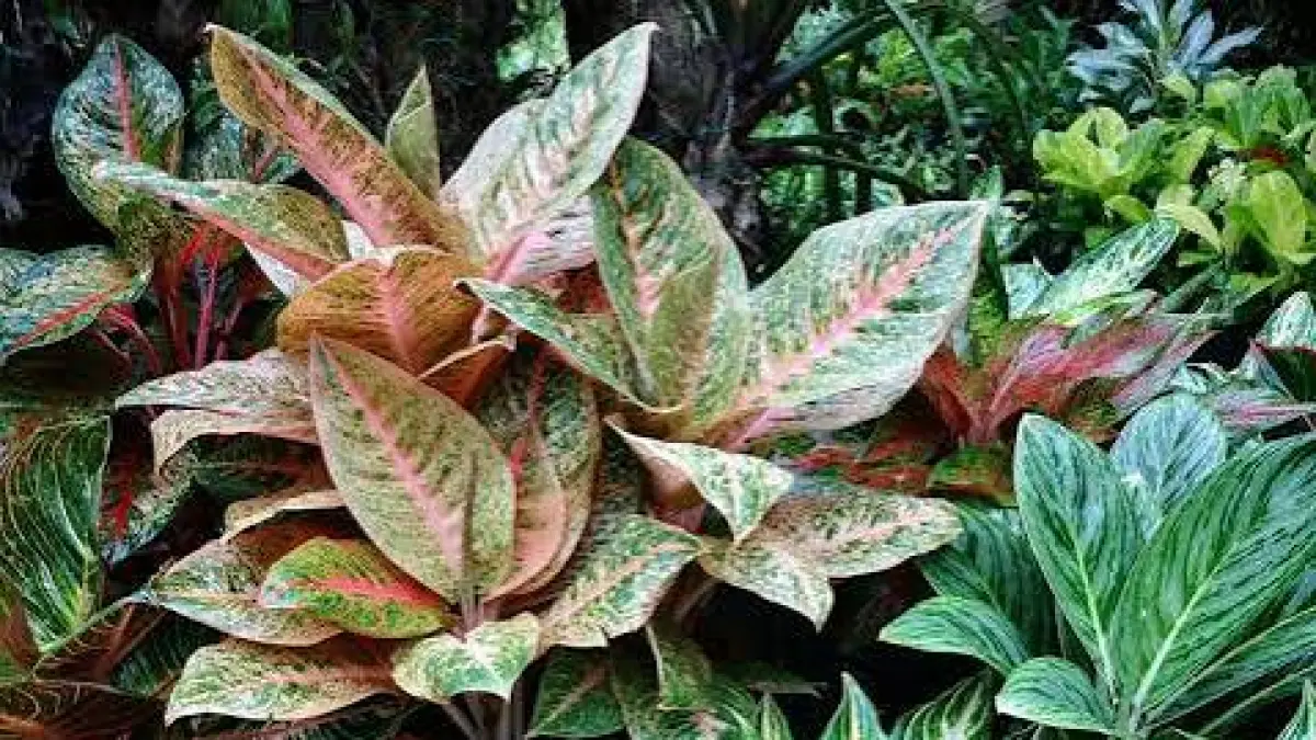 Aglaonema dalam pot dapat dimanfaatkan untuk menghijaukan rooftop rumah sehingga terlihat lebih asri dan nyaman. Foto: Ist.