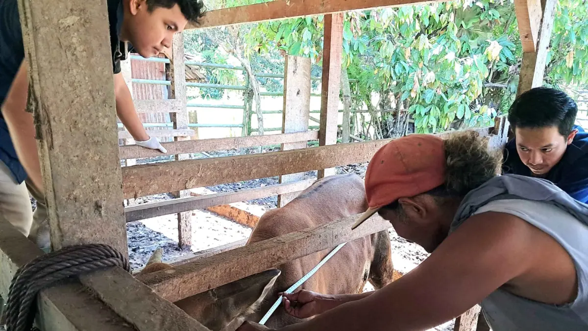 Pakan dari limbah sawit mudah dicerna sapi. (IST)