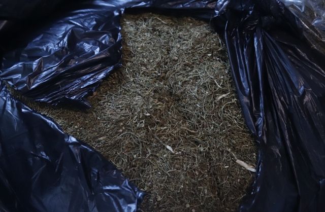 Ini Bahaya Ganja Sintetis, Sekali Pakai Bikin Sangat Kecanduan