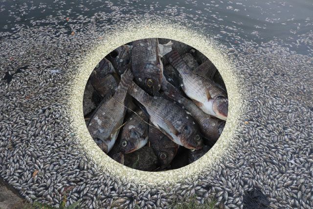 Ribuan Ikan Mati di Danau SIER Diduga karena Limbah Pabrik