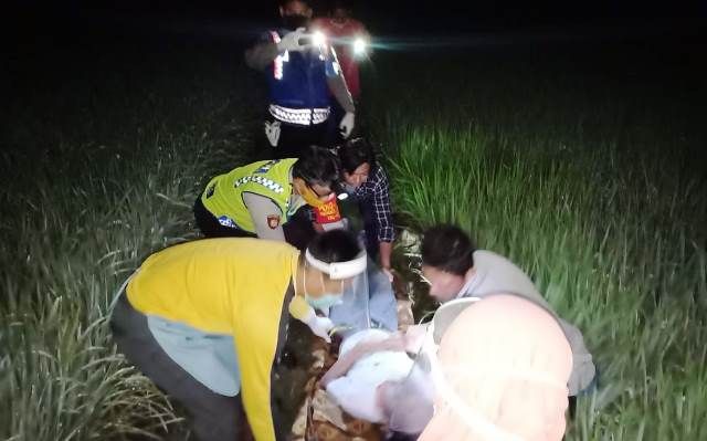 Lagi-Lagi, Tersengat Jebakan Tikus, Petani di Sidayu Meninggal