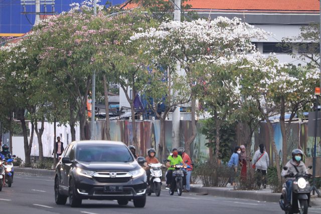 Tabebuya Bermekaran Percantik Pemandangan, Jadi Background Ber-selfie
