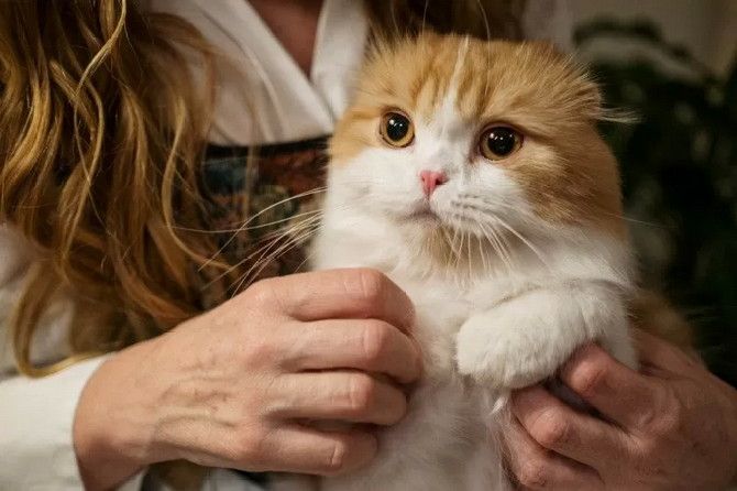 Kucing senang memijat tuannya karena bahagia