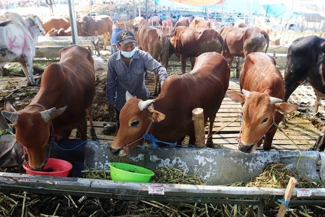 Terdampak Pandemi, Pemotongan Hewan Kurban Turun 10 Persen
