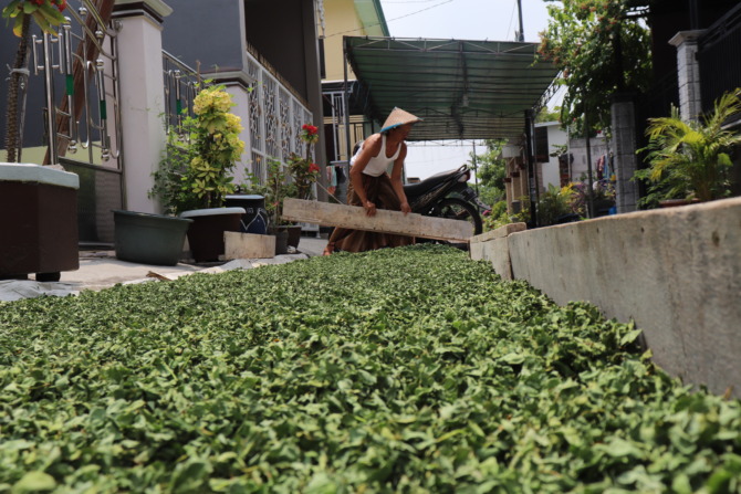 Salah satu petani sedang menjemur semanggi di jalan kampung Kendung, yang kini dijuluki Kampoeng Semanggi. (FARIS/RADAR SURABAYA)