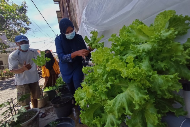 Warga memanen sayur hasil urban farming di Kebalen Kulon, Surabaya, Selasa (26/10).  SURYANTO/RADAR SURABAYA