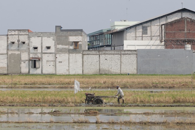 PERTANIAN: Di antara pesatnya pembangunan, masih tersisa 1.127,3 hektare lahan sawah yang dimanfaatkan warga. (SURYANTO/RADAR SURABAYA)