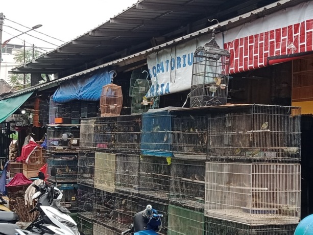 SURGA PECINTA BURUNG: Pasar Burung Kupang menjadi jujukan bagi para pehobi burung, berbagai jenis burung diperdagangkan di sini. (FARIS/RADAR SURABAYA)