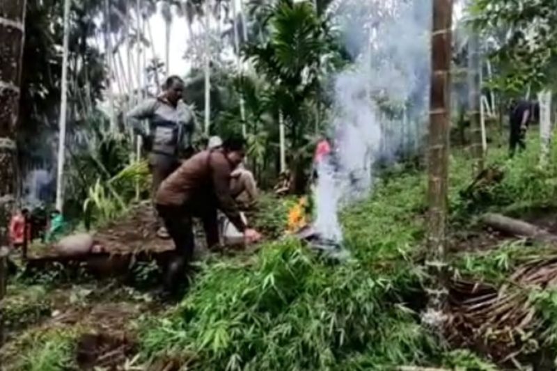 Dokumentasi ladang ganja yang ditemukan aparat di Aceh. (ANTARA)