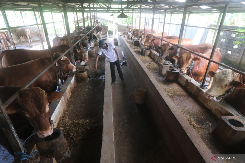 Pekerja memberi pakan sapi di tempat penggemukan sapi di Desa Sukoanyar, Kediri, Jawa Timur, Kamis (10/3/2022). (ANTARA FOTO)