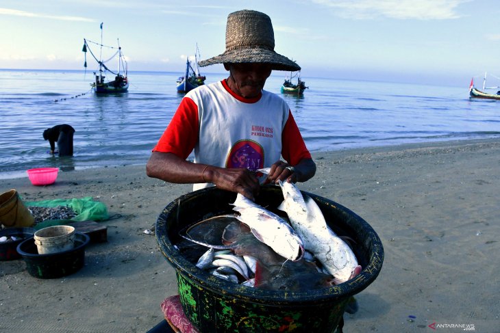MEMBAIK: Nelayan penangkap ikan di Pamekasan. Kenaikan harga ikan turut berdampak pada meningkatnya nilai tukar nelayan. (ANTARA)