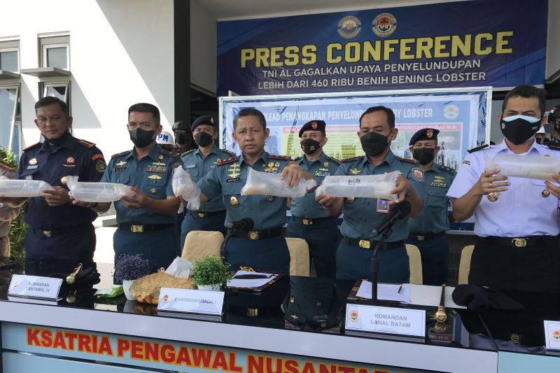 Panglima Koarmada I TNI AL, Laksaman Muda TNI Arsyad Abdullah, menunjukkan benih lobster yang digagalkan TNI AL di Kepulauan Riau. (ANTARA)