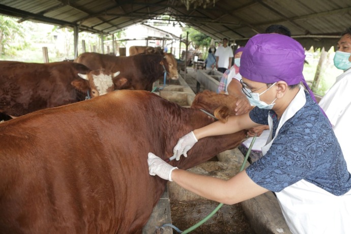 CEGAH PENYAKIT: Tim dokter hewan memeriksa kesehatan sapi di sebuah peternakan di kawasan Pakal, Surabaya, Rabu (11/5). (SURYANTO/RADAR SURABAYA)
