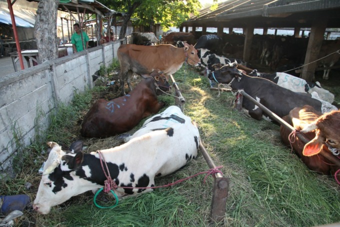 SIAP POTONG: Deretan sapi potong untuk kebutuhan RPH di Pegirian, Surabaya, Rabu (22/6). (SURYANTO/RADAR SURABAYA)