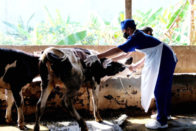 Petugas medis menyuntukkan vaksin penyakit mulut dan kuku pada hewan ternak di peternakan di kawasan Bendul Merisi, Surabaya. (SURYANTO/RADAR SURABAYA)