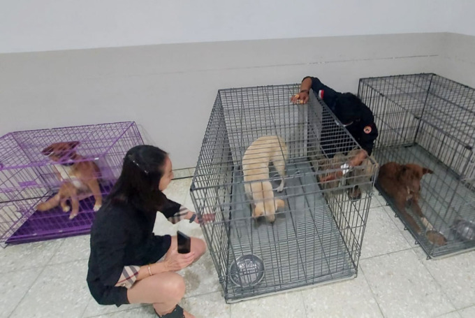 DIRAWAT SEMENTARA : Empat ekor anjing dirawat sementara oleh pecinta satwa di kawasan Pakis Tirtosari, Sawahan. (MAHRUS/RADAR SURABAYA)