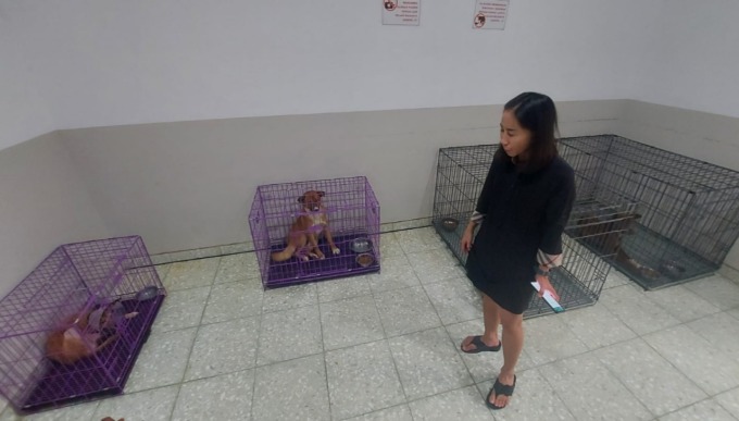 MASIH TRAUMA: Beberapa ekor anjing yang diselamatkan dari rumah jagal di Surabaya. (Mahrus/Radar Surabaya)