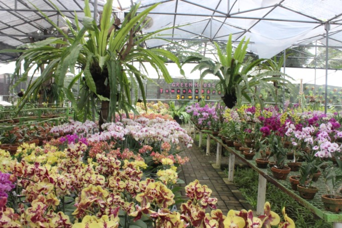 Suasana taman anggrek di Jalan Sememi Jaya Gang II, Kelurahan Sememi, Benowo, Surabaya. (Aisha Aulia Dewi)