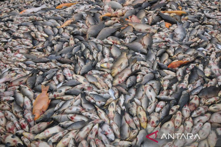 Akibat kandungan oksigen yang rendah, ratusan ton ikan di Danau Ranau mati. (ANTARA)