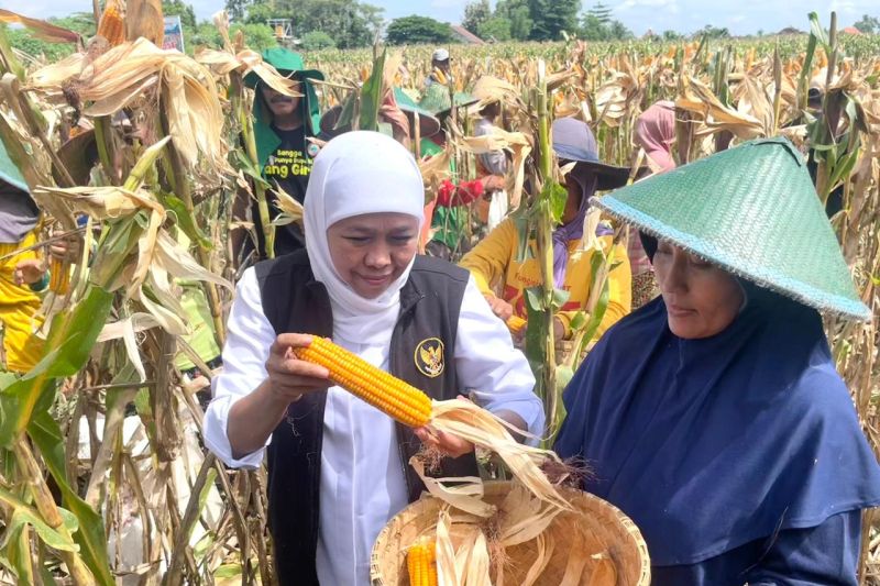 Gubernur Jatim Khofifah Indar Parawansa melakukan panen jagung Reog 234 hasil inovasi masyarakat Ponorogo di Ponorogo, Jumat (3/3/2023). (ANTARA/HO-Prokopim Pemprov Jatim.)