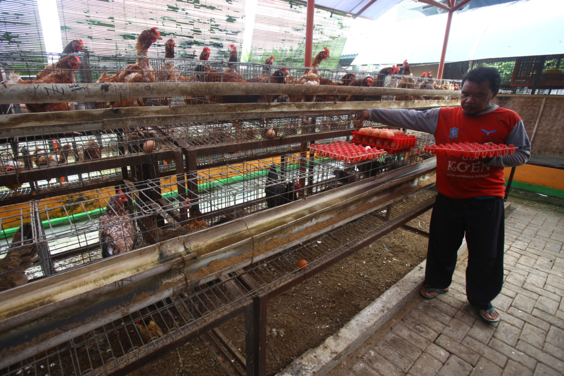 KIAN MAHAL: Tingginya harga pakan menjadi biang kerok melonjaknya harga telur di pasaran. (SURYANTO/RADAR SURABAYA)