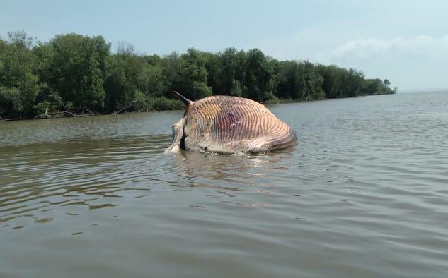 KEJUTAN: Bangkai ikan paus yang terdampar di Kejawan Putih Tambak, Surabaya. (ISTIMEWA)