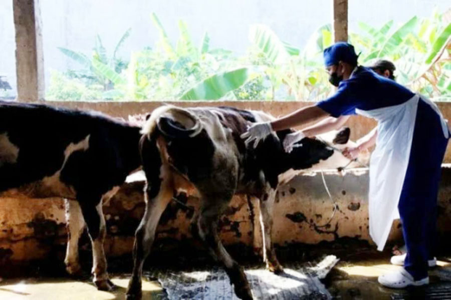 ANTISIPASI PENYAKIT: Seorang peternak merawat sapi-sapinya di kawasan Pakal, Surabaya. (SURYANTO/RADAR SURABAYA)