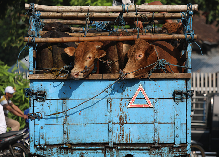 TELITI: Tim DKPP Kabupaten Kediri mengecek keberadaan eartag yang jadi penanda hewan sudah divaksin