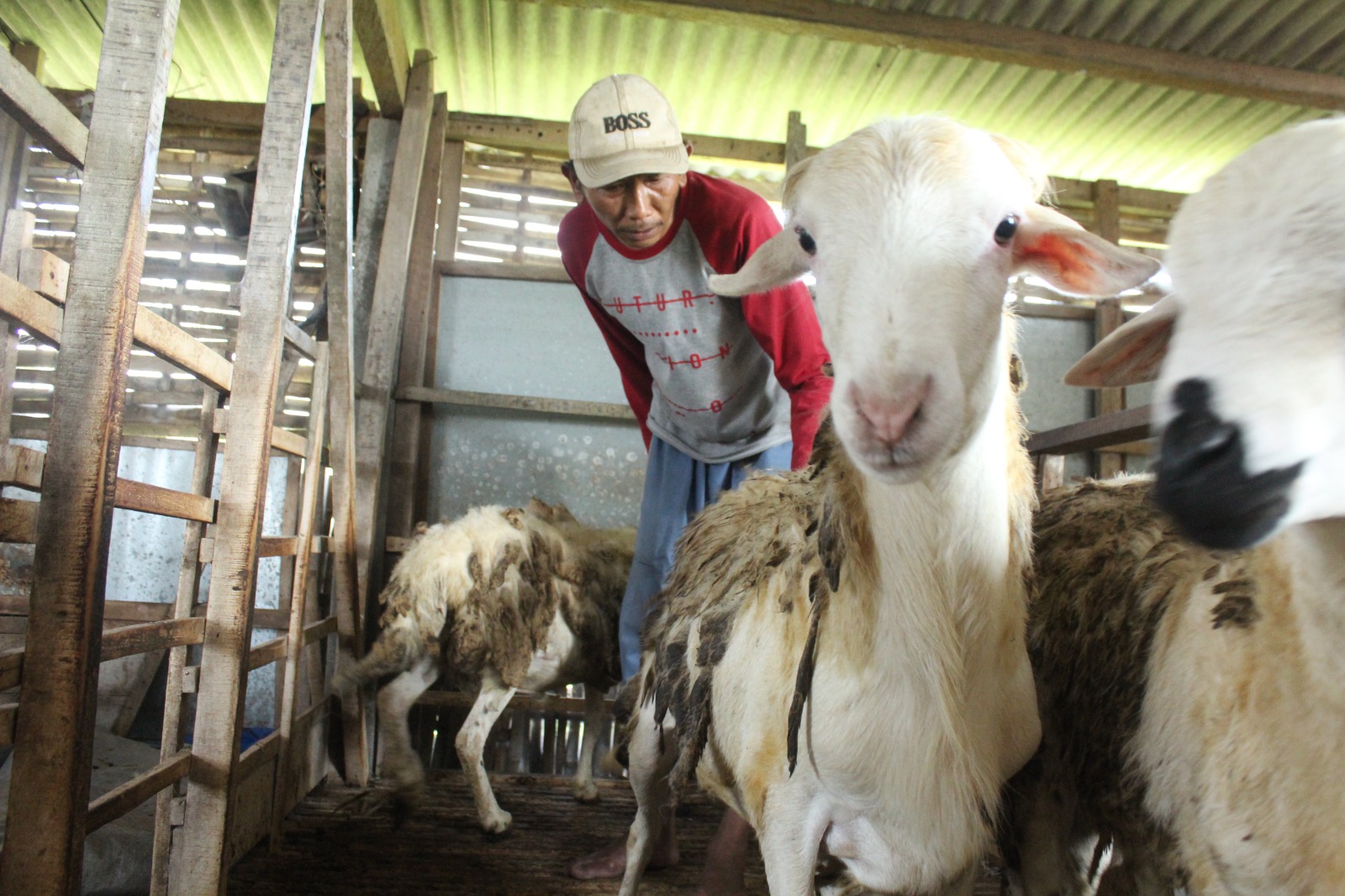 PENGGEMUKAN: Sumardi, peternak asal Sukomoro mengecek puluhan ekor kambing miliknya. Menjelang Hari Raya Idul Adha, harga domba mengalami kenaikan hingga Rp 250 ribu per ekor.