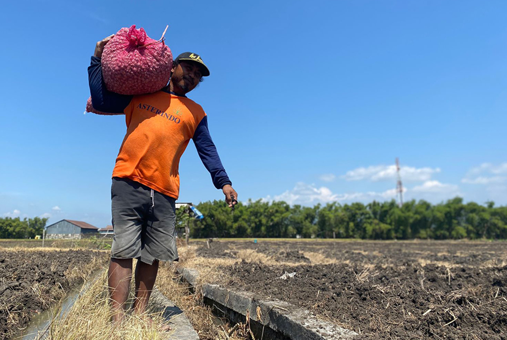 MUSIM TANAM: Petani berambang di Bagor mulai menanam kemarin. Mereka bisa panen empat kali setahun.