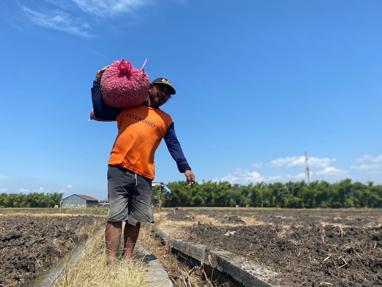 MUSIM TANAM: Petani berambang di Bagor mulai menanam kemarin. Mereka bisa panen empat kali setahun.