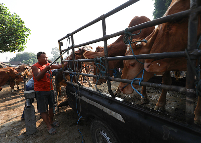 ANTISIPASI PENYAKIT TERNAK: Suasana Pasar Hewan di Desa Tertek, Kecamatan Pare akhir Juni lalu. DKPP Kabupaten Kediri menyatakan belum ada temuan kasus antraks.