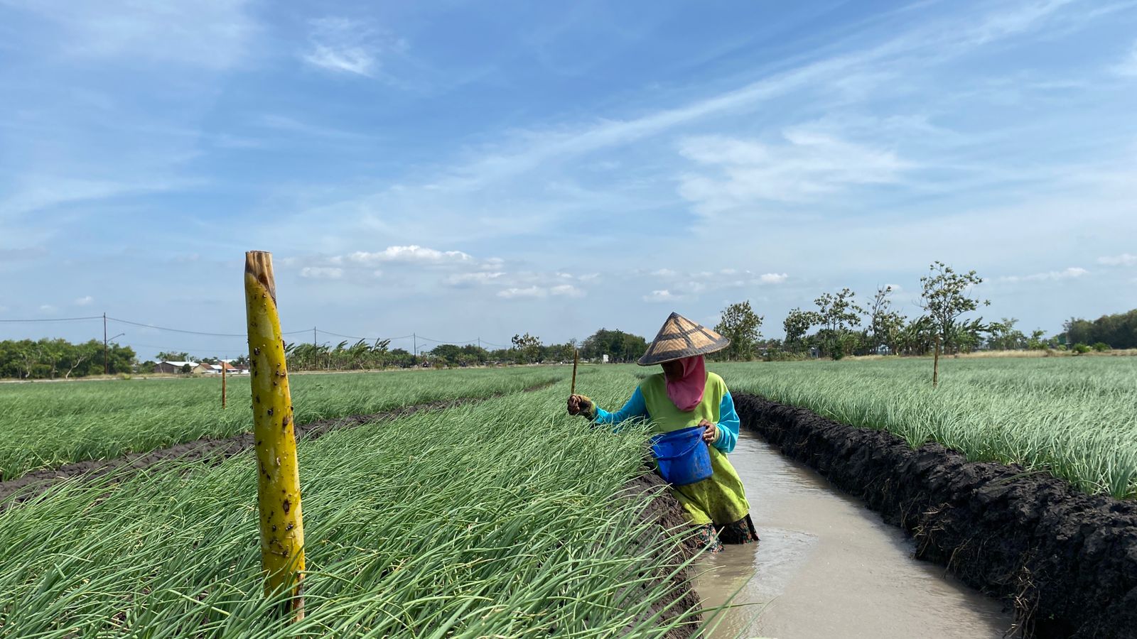 MATUN: Petani berambang di Kecamatan Bagor harus rutin mencabut suket teki.