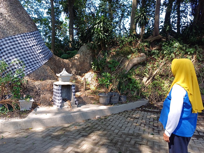 TERAWAT: Sri Rejeki, penjaga Sumber Bulus menunjukkan salah satu pohon raksasa yang terawat dan jadi salah satu daya tarik di sana.