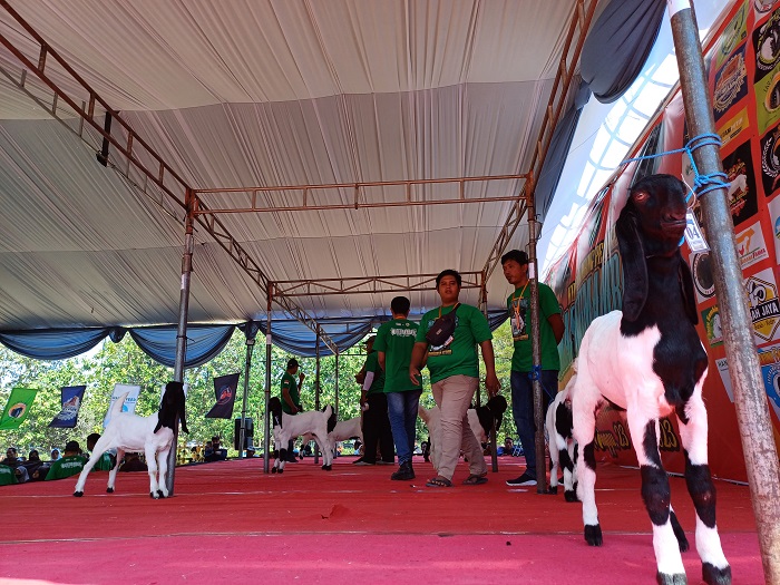 ANTUSIAS: Peternak kambing peranakan etawa ras Kaligesing mengikuti kontes di Kelurahan Sukorame, Kecamatan Mojoroto kemarin.
