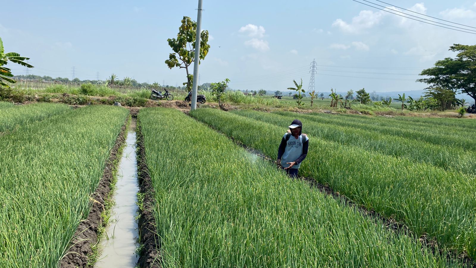PERSIAPAN PANEN: Petani berambang di Kecamatan Wilangan menyemprot tanamannya. Di Wilangan, petani berambang bisa panen lima kali setahun.