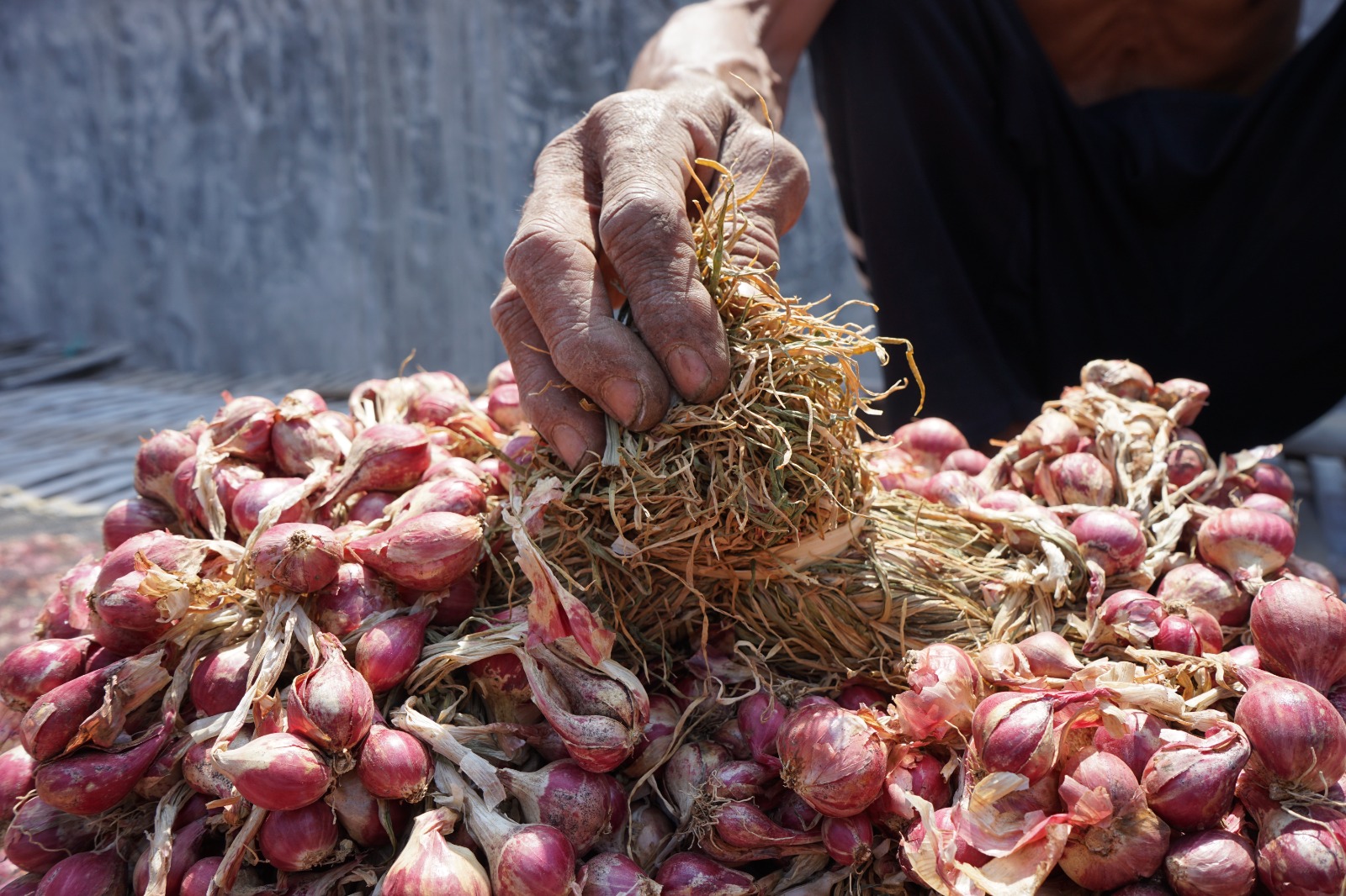 OMBYOKAN: Bibit bawang merah lebih awet jika daunnya tidak dipotong.