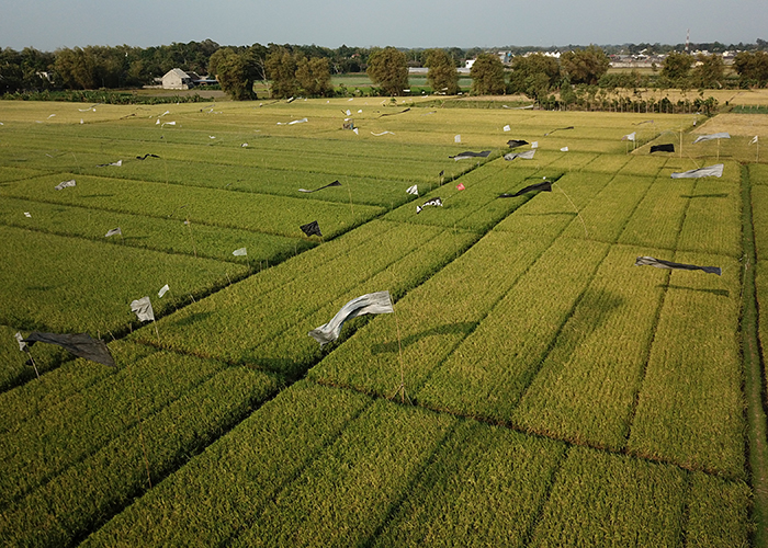 TEKNOLOGI MURAH: Petani di Desa Sambirejo, Gampengrejo memasang puluhan &lsquo;bendera&rsquo; plastik untuk mengusir burung yang mulai memangsa tanaman padi mereka.