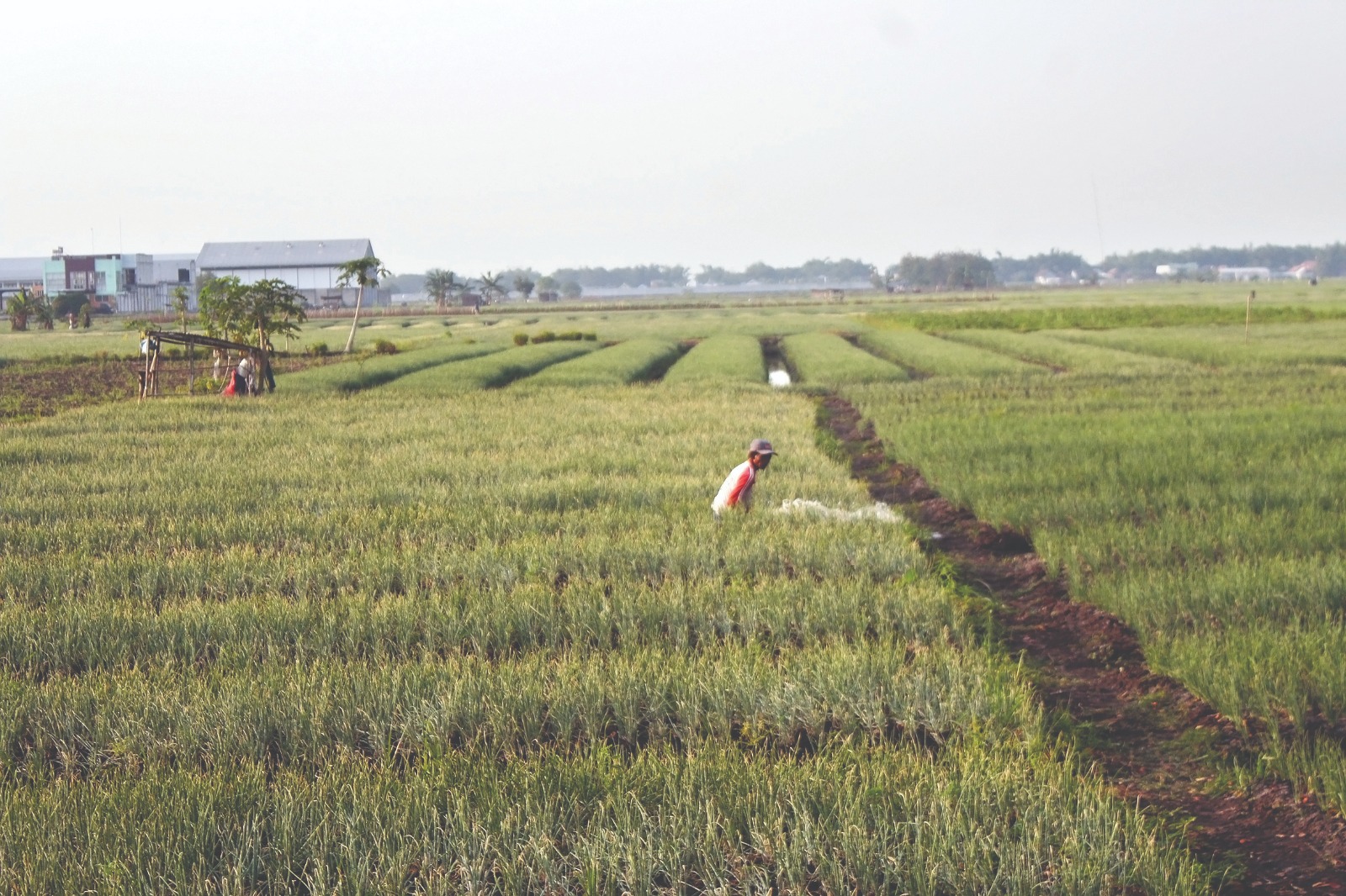 PILIHAN UTAMA: Petani di Gondang sirat berambang. Mereka ogah tanam padi.