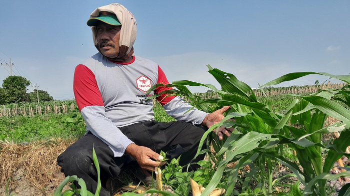 MENGUNING: Mariono menunjukkan daun tanaman cabai miliknya yang diduga diserang virus. Diduga, kondisi ini terjadi karena dampak cuaca panas dan angin kencang.