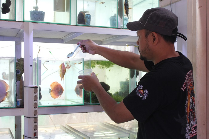 TELATEN: Tonang sedang memberikan cacing beku sebagai salah satu pakan. Selain memperhatikan kualitas pakan, juga harus mengecek kadar air menggunakan TDS dan PH.