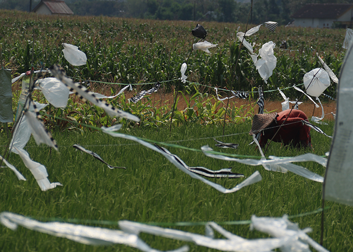 CEGAH HAMA: Petani di Desa Tambibendo, Mojo memasang &lsquo;bendera plastik&rsquo; di tanaman padinya untuk mengusir burung yang memakan bulir padi dan menurunkan produktivitas panenan.