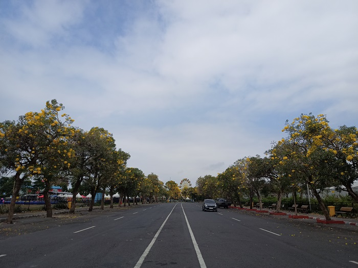 INDAH: Pohon Tabebuya bermekaran di kawasan Simpang Lima Gumul (SLG). Saat bermekaran, keindahan tanaman ini mirip dengan Pohon Sakura di Jepang.